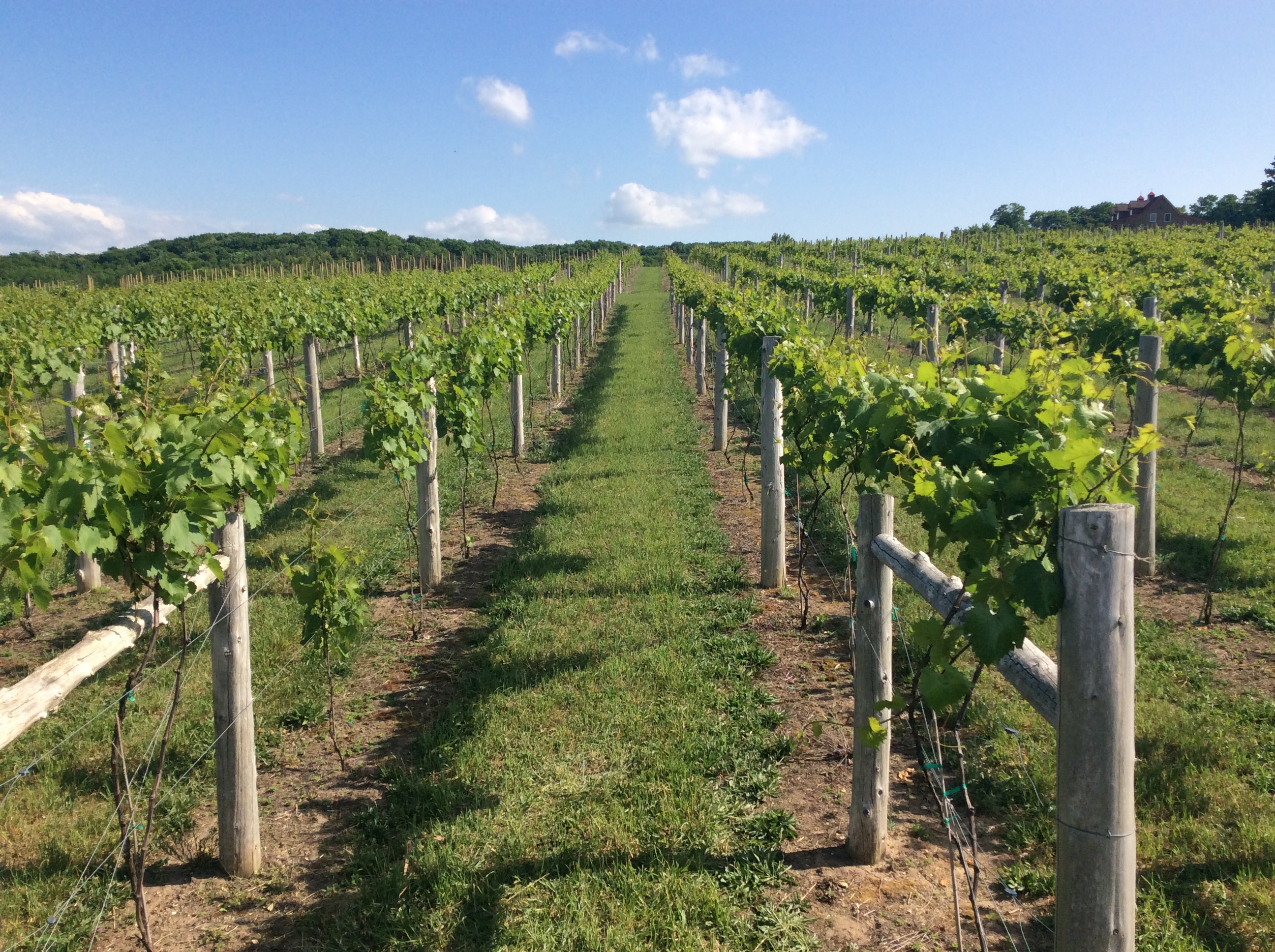 established La Crescent grapevines in Tip of Mitt